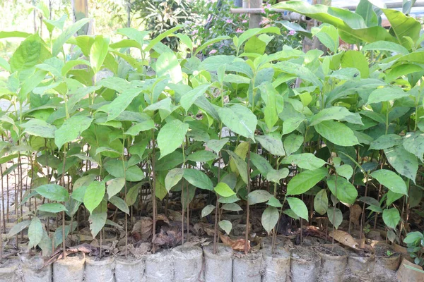 Tecoma Stans Planta Árboles Vivero Para Cosecha Son Cultivos Comerciales — Foto de Stock