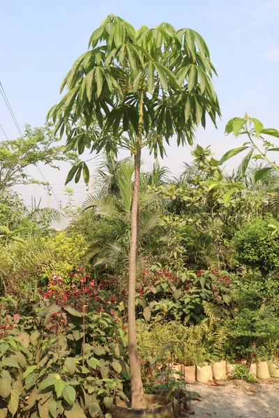 収穫のための保育園上のパチラアカシアの木は現金作物です — ストック写真
