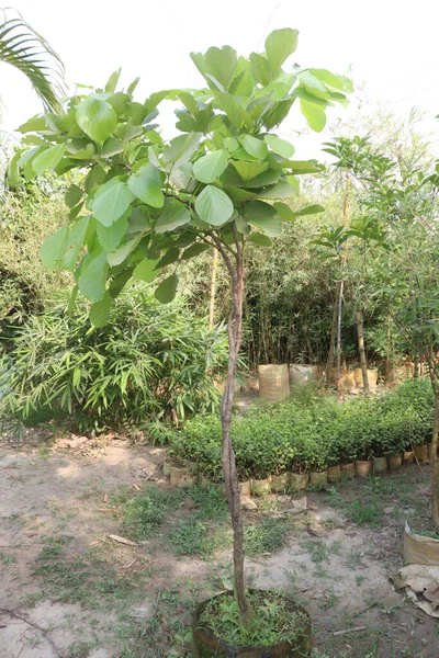 Bauhinia Pohon Purpurea Tanaman Pada Pembibitan Untuk Panen — Stok Foto
