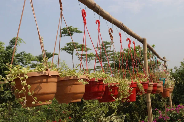 Dischidia Plant Pot Nursery Harvest — Stock Fotó
