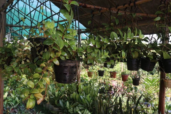 Hoya Serpens Pohon Tanaman Pada Menggantung Pot Pembibitan Untuk Panen — Stok Foto