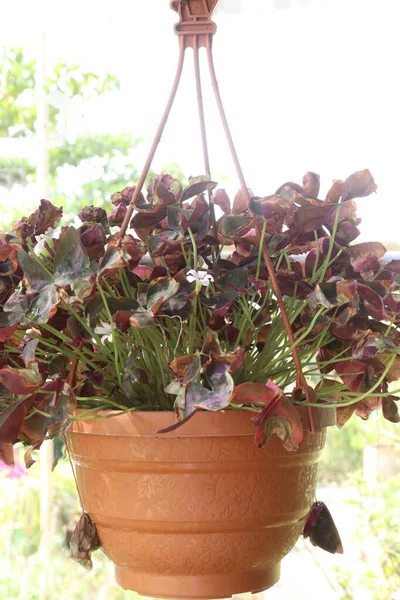 red colored false shamrock tree plant on hanging pot in nursery for sell