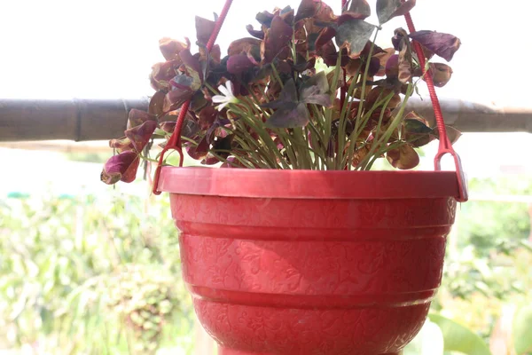red colored false shamrock tree plant on hanging pot in nursery for sell