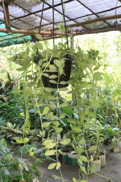 収穫のための保育園のポット上のディスキディアの木植物 — ストック写真