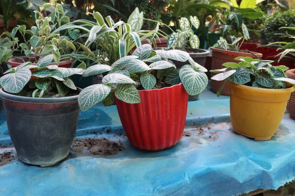 Idegfanövény Cserépen Eladásra Szánt Faiskolákban Készpénzes Növények — Stock Fotó