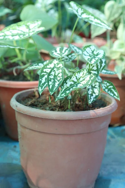 販売のための保育園のポット上のカラジウムHumboldtii木の植物は現金作物です — ストック写真