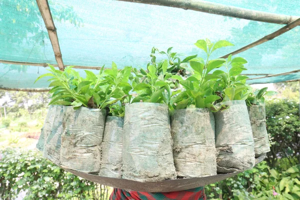 Planta Árbol Gynura Procumbens Paquete Plástico Vivero Para Venta — Foto de Stock