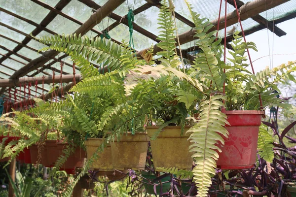 Nephrolepis Leaf Plant Pot Nursery Sell — Stock Photo, Image