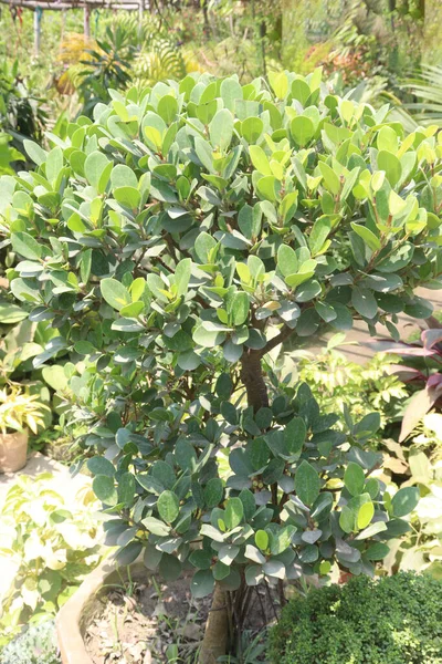 Ficus Microcarpa Ağacı Fidanlıkta Satılıyor — Stok fotoğraf