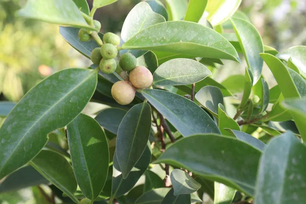 Ficus Retusa Bonsai Con Frutas Vivero Para Cosecha — Foto de Stock
