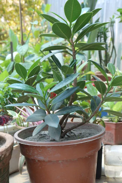 Roślina Ficus Microcarpa Szkółce Sprzedaż — Zdjęcie stockowe
