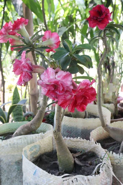 Adenium Obesum Blumenbaum Pflanze Auf Topf Gärtnerei Verkaufen — Stockfoto