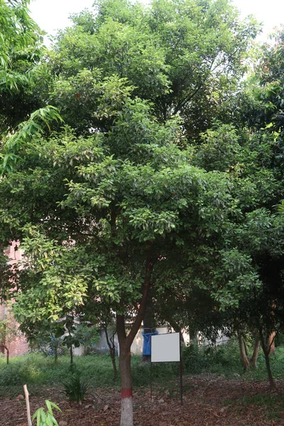 Bahçedeki Atalaya Ağacı Meyve Için Doğayla Içe — Stok fotoğraf