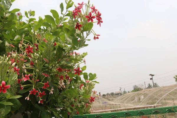 Combretum indicum çiçek ağacı hasat için bahçede.