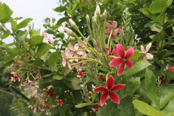 Combretum Indicum Çiçek Ağacı Hasat Için Bahçede — Stok fotoğraf