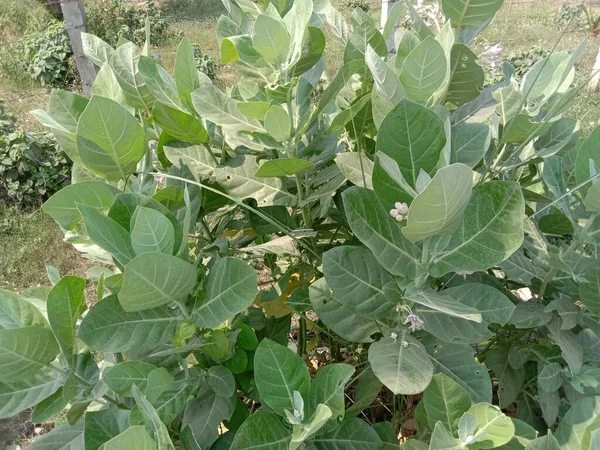 Calotropis Gigantea Baumpflanze Garten Bekommt Baumwolle — Stockfoto