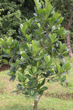 Jackfruit ağaç stokları hasat için nakit mahsuldür.