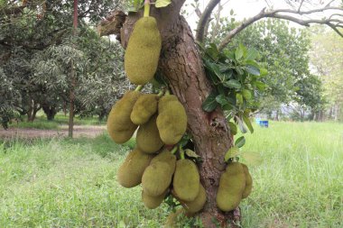 Çiftlikteki ağaçta hasatta lezzetli ve sağlıklı çiğ meyveler.