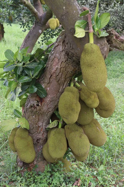 Νόστιμο Και Υγιεινό Ωμό Jackfruit Δέντρο Στο Αγρόκτημα Για Συγκομιδή — Φωτογραφία Αρχείου