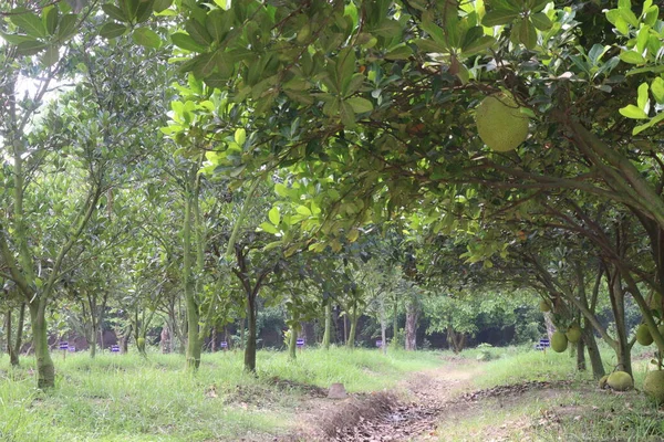 Çiftlikteki Ağaçta Hasatta Lezzetli Sağlıklı Çiğ Meyveler — Stok fotoğraf