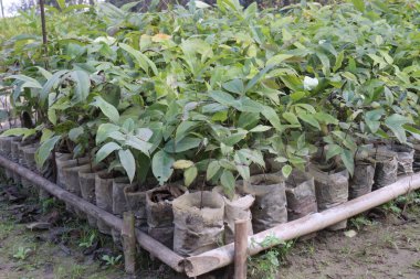 Altın duş ağacı hasatı için fidanlıkta