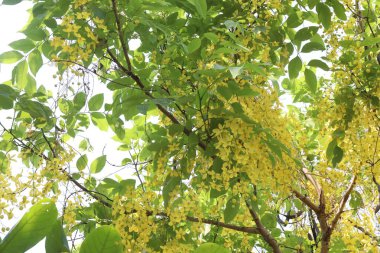 Bahçedeki ağaçtaki altın duş çiçeği süslemek için.