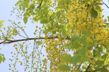 Bahçedeki ağaçtaki altın duş çiçeği süslemek için.