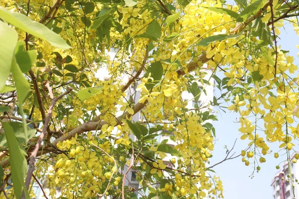 Goldene Duschblume Auf Baum Garten Zur Dekoration — Stockfoto