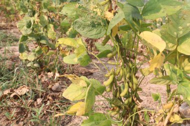 Petrol hasadı için çiftlikteki olgun soya fasulyesi nakit mahsulüdür.