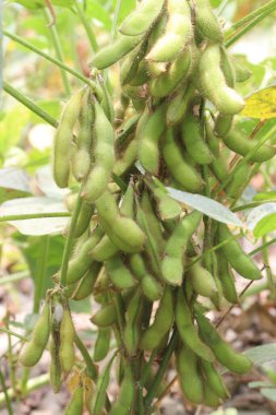 Petrol hasadı için çiftlikteki olgun soya fasulyesi nakit mahsulüdür.