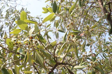 Laguncularia racemosa ağacı, güvenlik için deniz kıyısı yakınlarında.