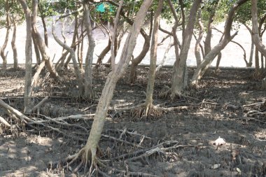 Laguncularia racemosa ağacı kökleri, güvenlik için deniz kıyısı yakınlarında.