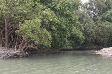 Laguncularia racemosa ağacı, güvenlik için deniz kıyısı yakınlarında.