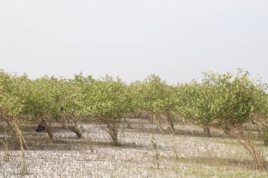 Laguncularia racemosa ağacı, güvenlik için deniz kıyısı yakınlarında.
