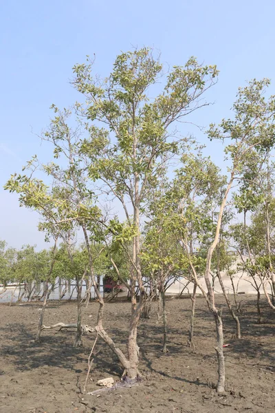 Laguncularia Racemosa Tree Plant Sea Beach Safety — Stock Photo, Image