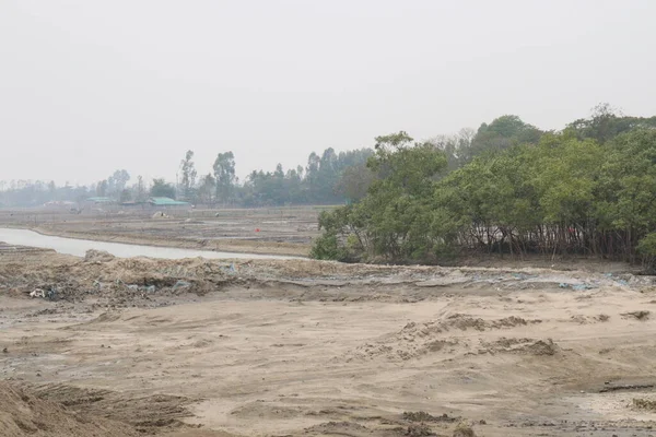 stock image Laguncularia racemosa tree plant near of sea beach for safety