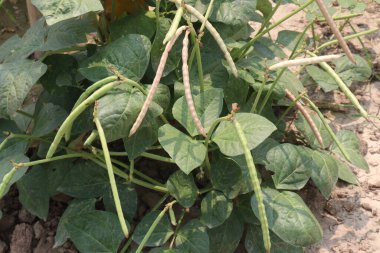 Çiftlikteki ağaçta olgun inek bezelyesi hasadı için nakit mahsulleri var.