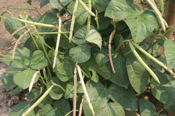 収穫のための農場の木の熟した牛エンドウ豆は現金作物です — ストック写真
