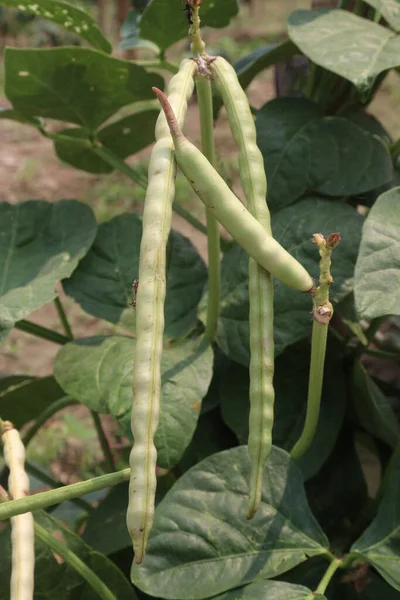 stock image ripe cow pea bean on tree in farm for harvest are cash crops