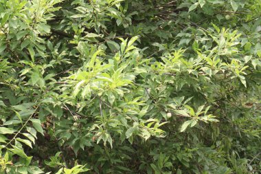 Hasat için çiftlikteki ağaçtaki kayısı meyvesi meyve ve baharattır.