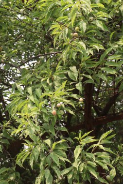 Hasat için çiftlikteki ağaçtaki kayısı meyvesi meyve ve baharattır.