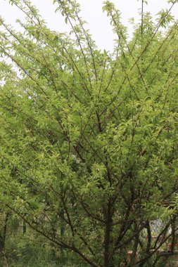 Hasat için çiftlikteki ağaçtaki kayısı meyvesi meyve ve baharattır.