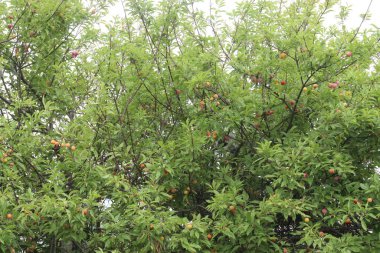 Hasat için çiftlikteki ağaçtaki kayısı meyvesi meyve ve baharattır.