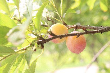 Hasat için çiftlikteki ağaçtaki kayısı meyvesi meyve ve baharattır.