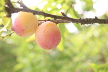 Hasat için çiftlikteki ağaçtaki kayısı meyvesi meyve ve baharattır.