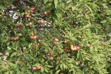 Hasat için çiftlikteki ağaçtaki kayısı meyvesi meyve ve baharattır.
