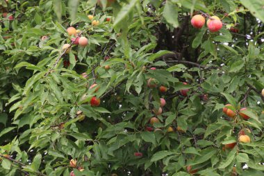 Hasat için çiftlikteki ağaçtaki kayısı meyvesi meyve ve baharattır.