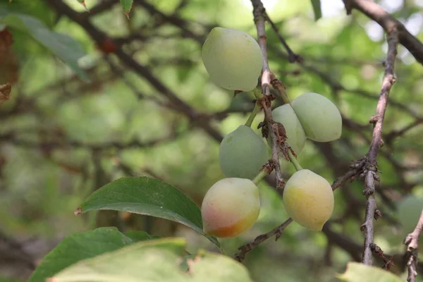 Φρούτα Βερίκοκου Στο Δέντρο Της Εκμετάλλευσης Για Συγκομιδή Χρησιμοποιούνται Φρούτα — Φωτογραφία Αρχείου