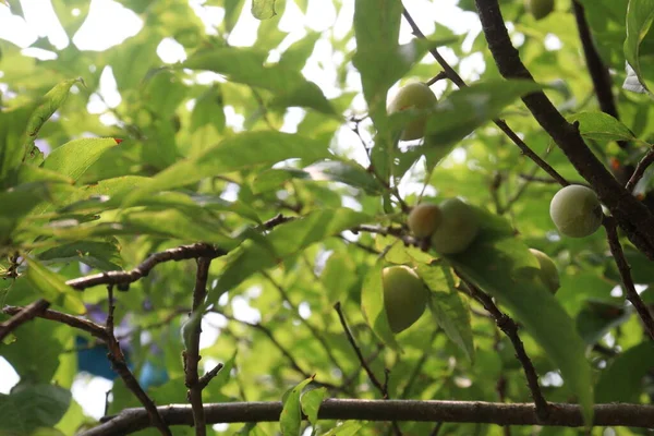 수확을 의나무에 값비싼 향신료 용된다 — 스톡 사진