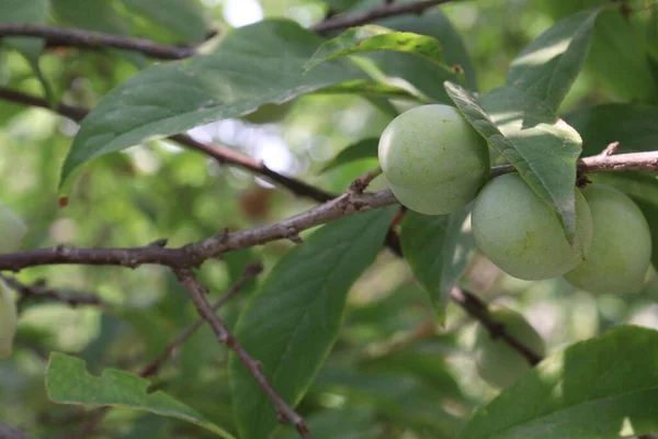 Φρούτα Βερίκοκου Στο Δέντρο Της Εκμετάλλευσης Για Συγκομιδή Χρησιμοποιούνται Φρούτα — Φωτογραφία Αρχείου